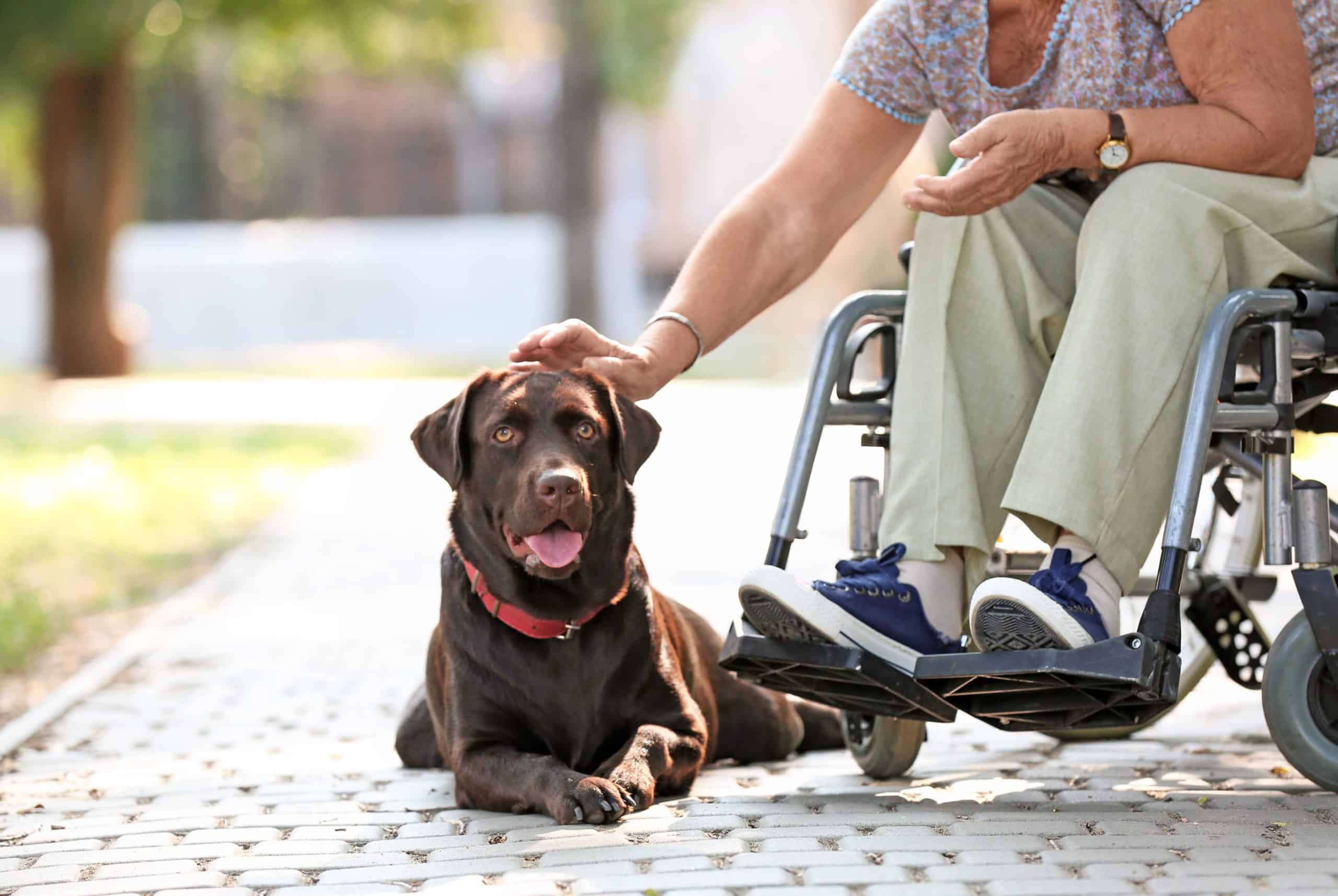 Select Assistance Dog