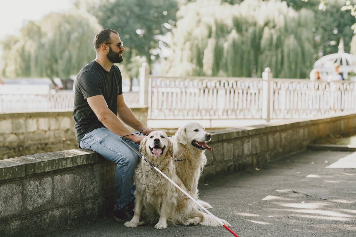 Man sat on a wall with two white Labradors. This picture is decorative indicating guide dogs.